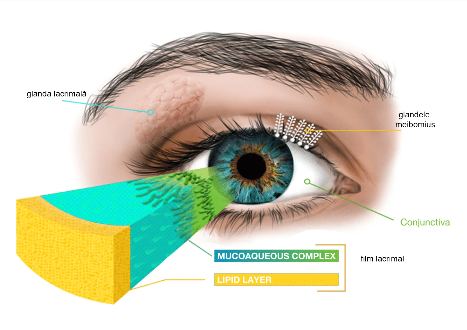 structura filmului lacrimal